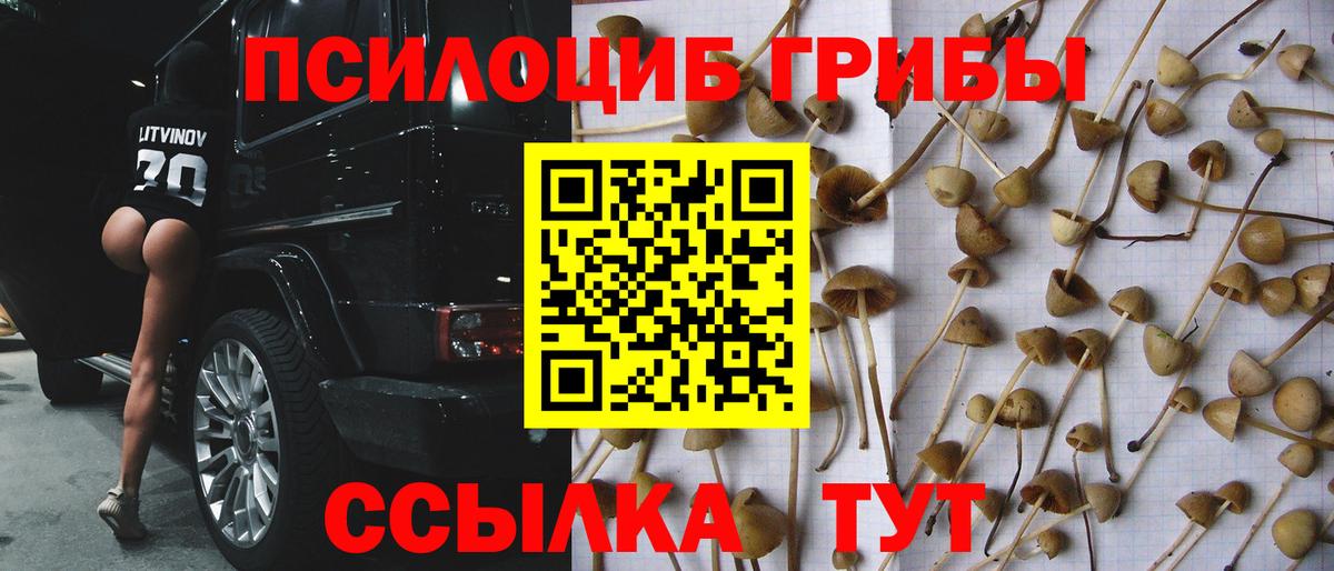 Галлюциногенные грибы Psilocybe  Вход с VPN  Нерюнгри 